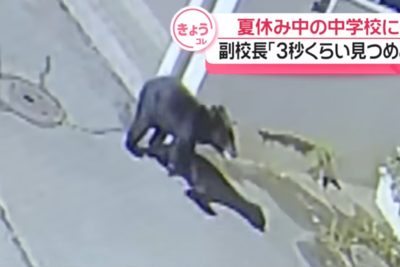 小熊闖日本校園！　副校長肉身護學生「對視3秒」成功逼退