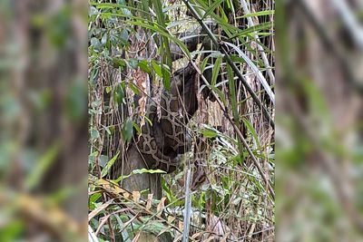 逛木柵動物園驚見「樹上有大蟒蛇」!女客被嚇爛 真相卻大逆轉