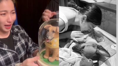 13歲愛犬胃癌離世！米可白收「真毛擬真公仔」秒落淚：是我的錢錢