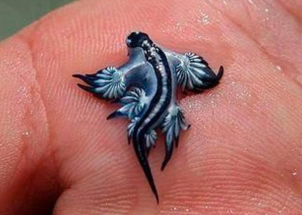 ▲▼有「大西洋海神」之稱的有毒生物「藍龍海蛞蝓」（blue dragon）現蹤西班牙。（圖／翻攝自Facebook／Policía Local Guardamar）
