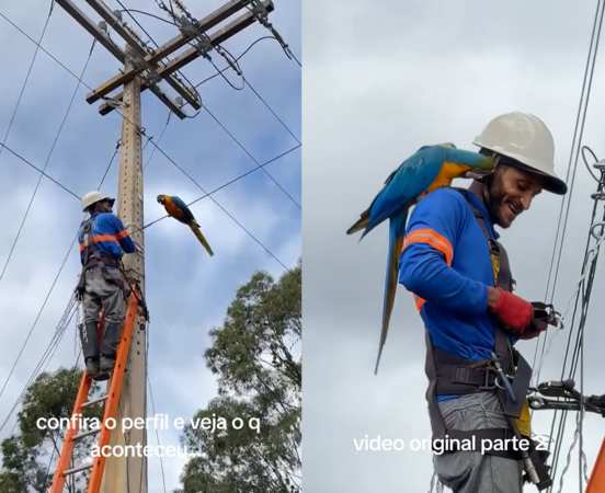 金剛鸚鵡找人玩。（圖／翻攝自Tiktok@andresouzasantana）