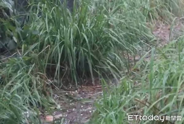 ▲▼             。（圖／記者李陳信得攝）