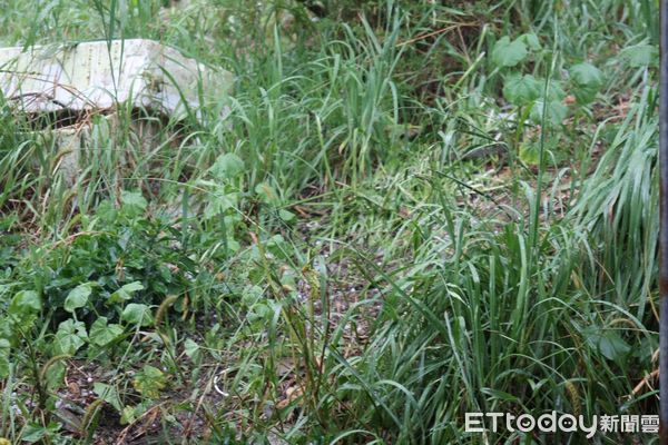 ▲▼             。（圖／記者李陳信得攝）
