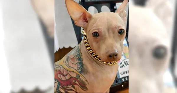 有大陸網友去在上海舉辦的亞洲寵物展，在現場撞見一隻墨西哥無毛犬身上竟有大片刺青，飼主還特地給牠戴金項鍊四處逛向眾人炫耀，遭陸網友出征。（圖／翻攝自微博／揚子晚報）