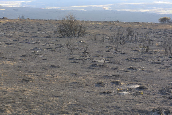 ▲▼西班牙野火。（圖／達志影像／美聯社）