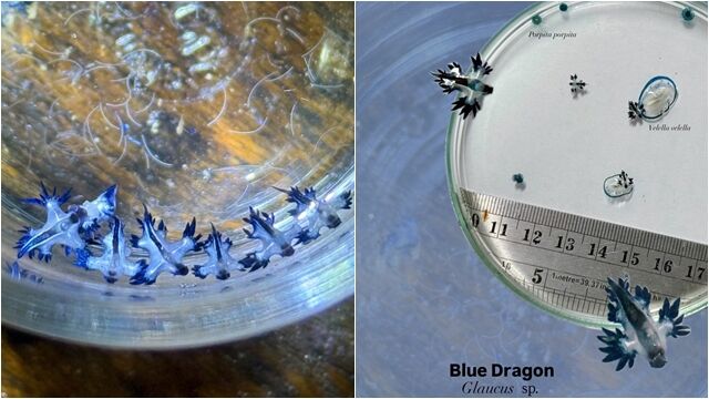 ▲▼不只西班牙！絕美「藍龍」雨後沖上海灘　普吉島急示警：劇毒別碰。（圖／翻攝臉書กรมทรัพยากรทางทะเลและชายฝั่ง）