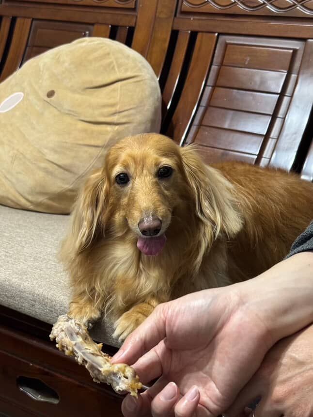 ▲14公斤臘腸「隨地大小躺」翻肚討摸　超圓身材網驚：真的瓦斯桶。（圖／網友@show8206提供，請勿隨意翻拍，以免侵權。）