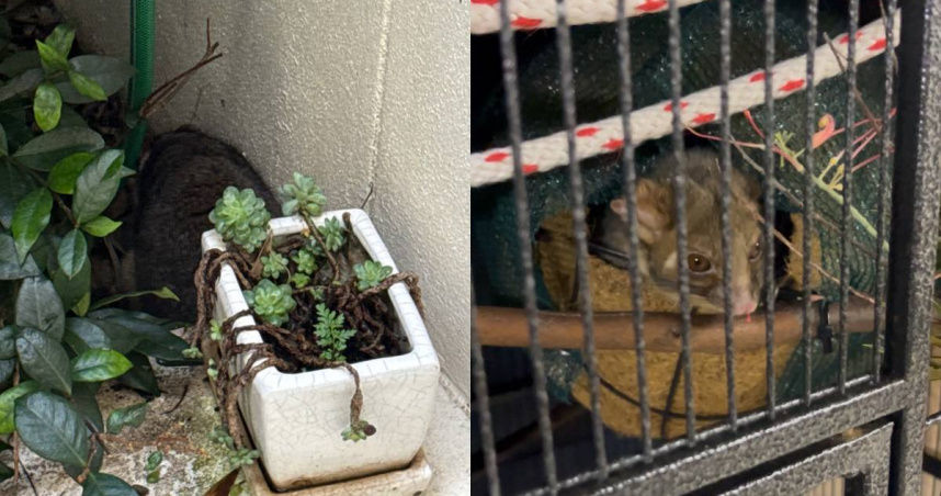 花盆後面驚見神秘毛球「以為是發霉」　真相竟是超萌生物在睡覺