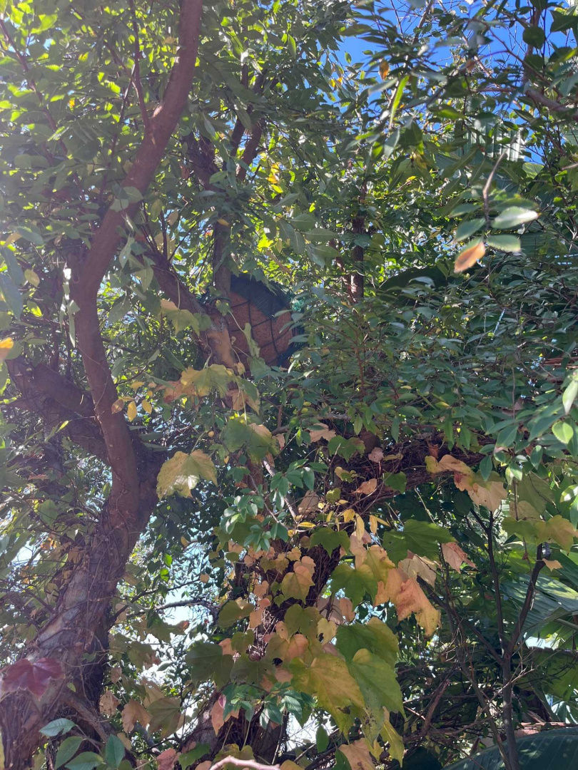 花盆後面驚見神秘毛球「以為是發霉」　真相竟是超萌生物在睡覺