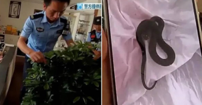 旅遊回家驚見「客廳爬滿小蛇」！竟是「網購1物」惹禍