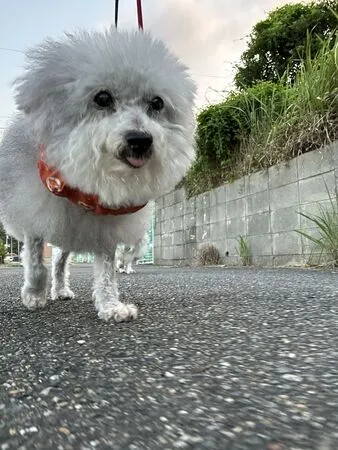 ▲。（圖／翻攝自Ｘ／@9Z8lquSv8B3FMpN）