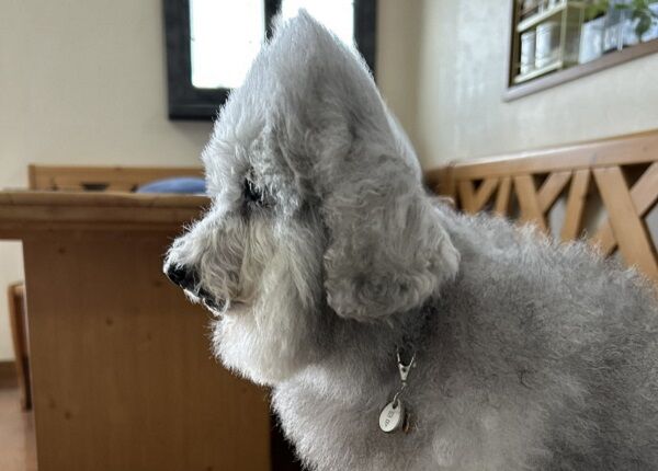 ▲。（圖／翻攝自Ｘ／@9Z8lquSv8B3FMpN）