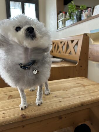 ▲。（圖／翻攝自Ｘ／@9Z8lquSv8B3FMpN）