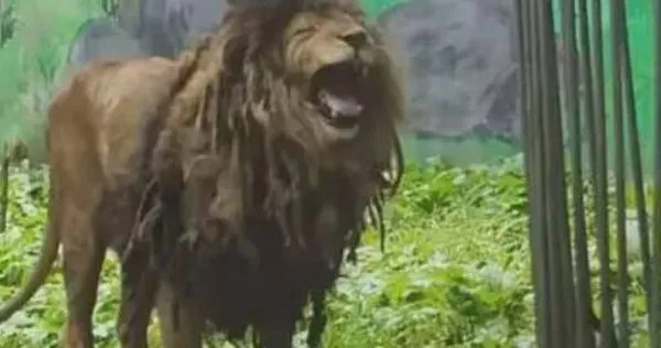 大陸貴州省貴陽市黔靈山動物園的一隻非洲雄獅，近日因外觀「邋遢」爆紅網路。（圖／翻攝自微博）