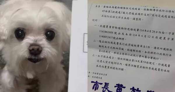 嘉義一名女子表示，自己收到市府通知函，指控她飼養的馬爾濟斯犬已兩年未施打狂犬病疫苗將被開罰3萬元。（圖／翻攝Threads／aqweeappo）