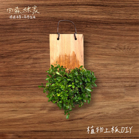 ▲東眼山「回森林家」活動將於9月6日至7日兩天登場，有癒見森林手作倒流香等課程。（圖／林業保育署新竹分署提供）