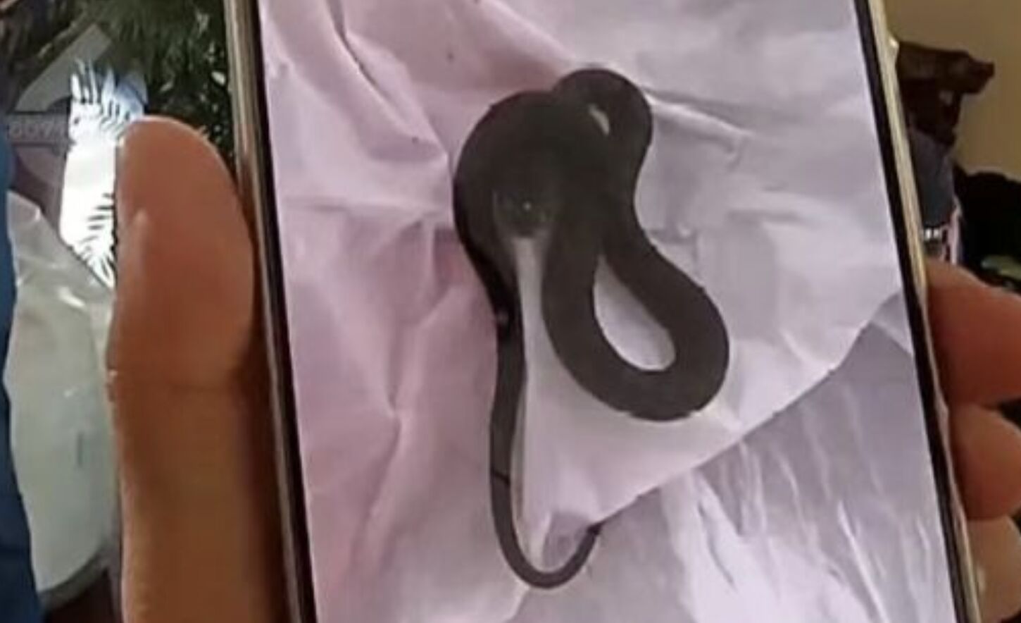 ▲雲南昆明一對夫妻出遊返家時發現，家裡竟變成「蛇窩」。（圖／翻攝昆明廣電）