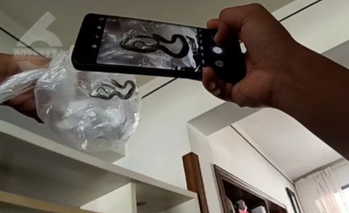 ▲雲南昆明一對夫妻出遊返家時發現，家裡竟變成「蛇窩」。（圖／翻攝昆明廣電）