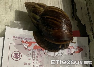 帳單放信箱變「蝸牛大餐」　信封被啃出一個洞還附贈口水