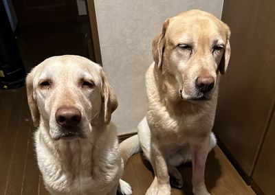 飼主半夜出門上班　拉拉兄妹睏到「眼睛睜不開」仍堅持送行