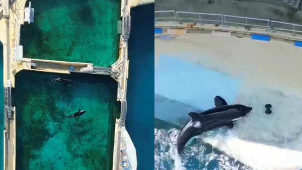▲▼法國海洋公園Marineland Antibes，虎鯨母子Wikie與Keijo仍生活在廢棄園區中。（圖／翻攝自TikTok／wearetidebreakers）
