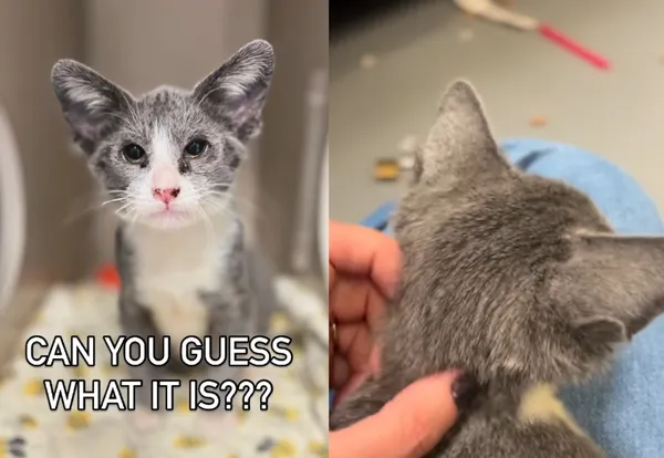 耳朵後面多2片　收容所驚見「四耳貓」罕見萌樣爆紅網友搶收養。（圖／翻攝自Sacramento SPCA）