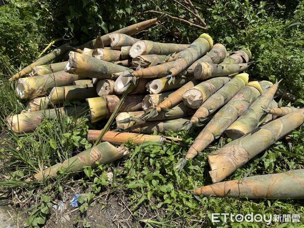 ▲▼嘉義竹筍園遭竊，竊賊失風竟還持刀棍打傷園主。（圖／記者翁伊森翻攝）