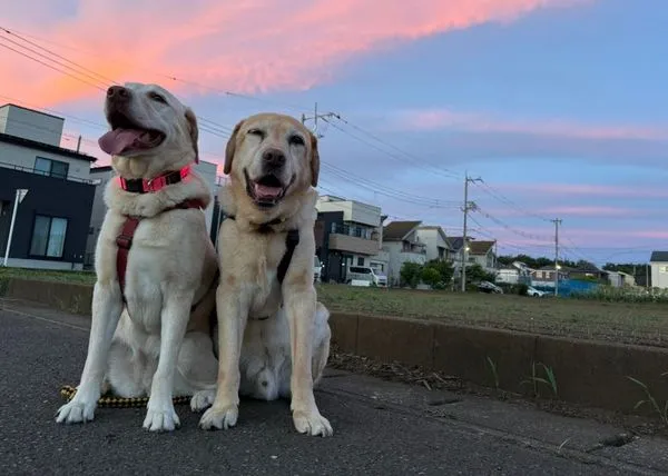 ▲。（圖／翻攝自Ｘ／＠Miena_1_26）