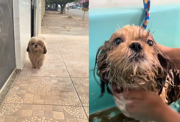 狗狗每周翹家2次「跑去美容院洗澡」　主人接通知傻：以為走丟了。（圖／翻攝自TikTok／dermatovetpuroamor）