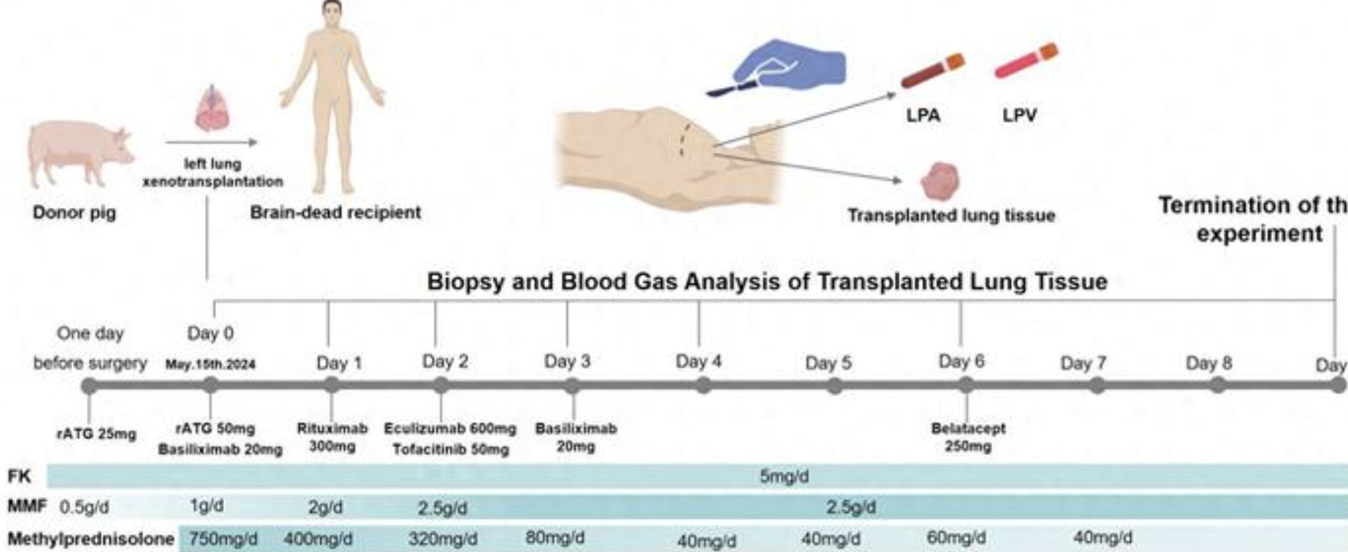 ▲基因改造後豬肺移植至腦死病患體內進行研究的相關流程圖。（圖／翻攝新華社）