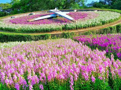 北市隱藏版花鐘「天使花毯盛放」搭車能到！她驚喜：一人包場
