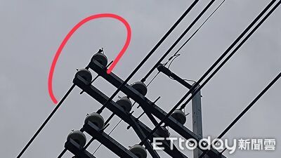 快訊/高雄大寮1574戶無預警大停電 台電搶修證實遭雷擊造成