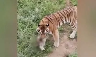 小貓誤入老虎園　被叼走咬死