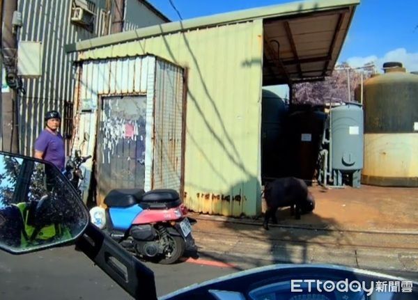 ▲在熱心民眾幫忙下，將大黑豬趕回電宰場。（圖／桃園警分局提供）