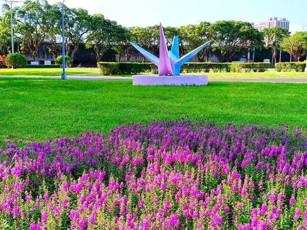 ▲台北萬華青年公園花鐘周圍天使花8/25花況。（圖／網友蔡麗媛提供，請勿隨意翻拍，以免侵權）