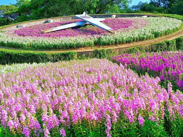 ▲台北萬華青年公園花鐘周圍天使花8/25花況。（圖／網友蔡麗媛提供，請勿隨意翻拍，以免侵權）