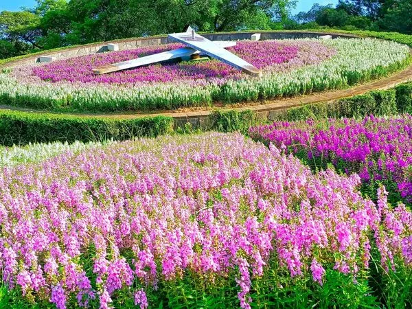 ▲台北萬華青年公園花鐘周圍天使花8/25花況。（圖／網友蔡麗媛提供，請勿隨意翻拍，以免侵權）