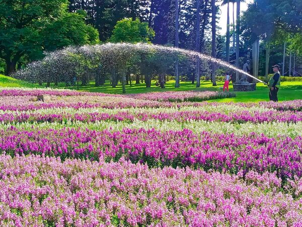 ▲台北萬華青年公園花鐘周圍天使花8/25花況。（圖／網友蔡麗媛提供，請勿隨意翻拍，以免侵權）