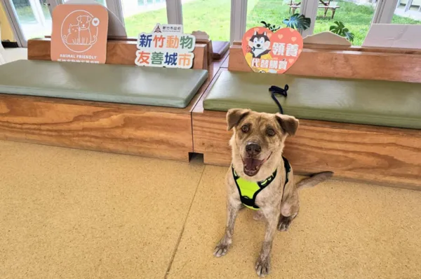 棕棕回家。（圖／新北市政府提供）