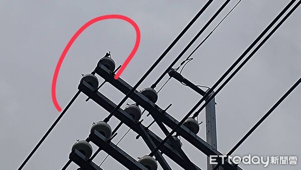 ▲▼高雄大寮1574戶無預警大停電　台電搶修「兇手找到了」。（圖／記者賴文萱翻攝）