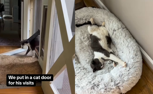 鄰居貓天天來找家中狗狗　女幫牠裝「專屬貓門」霸佔小窩爽睡。（圖／翻攝自Instagram／englishbulldog_emmie）