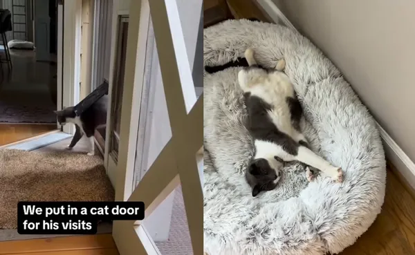 鄰居貓天天來找家中狗狗　女幫牠裝「專屬貓門」霸佔小窩爽睡。（圖／翻攝自Instagram／englishbulldog_emmie）