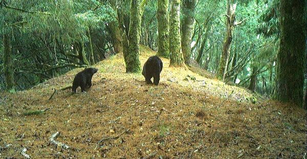玉山母子黑熊出沒。（圖／翻攝自玉山國家公園臉書）