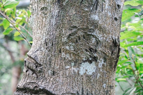玉山母子黑熊出沒。（圖／翻攝自玉山國家公園臉書）