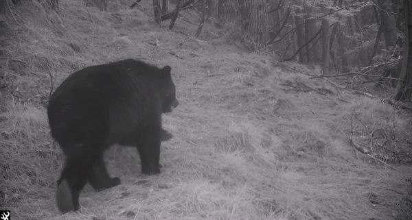 玉山母子黑熊出沒。（圖／翻攝自玉山國家公園臉書）