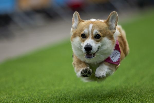▲▼Corgi Race Vilnius 2025,柯基犬大賽。（圖／達志影像／美聯社）