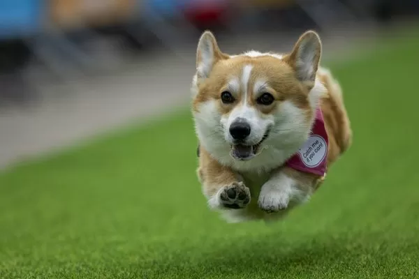 ▲▼Corgi Race Vilnius 2025,柯基犬大賽。（圖／達志影像／美聯社）