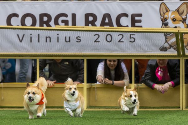 ▲▼Corgi Race Vilnius 2025,柯基犬大賽。（圖／達志影像／美聯社）