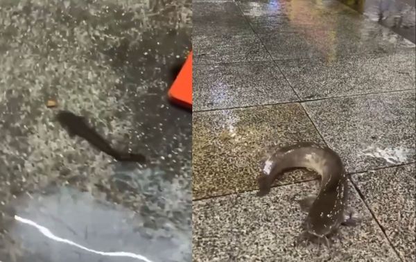 強降雨退去後，街頭驚現土虱在磁磚地面掙扎滑動，畫面吸睛。（翻攝自臉書 @高雄美食地圖）