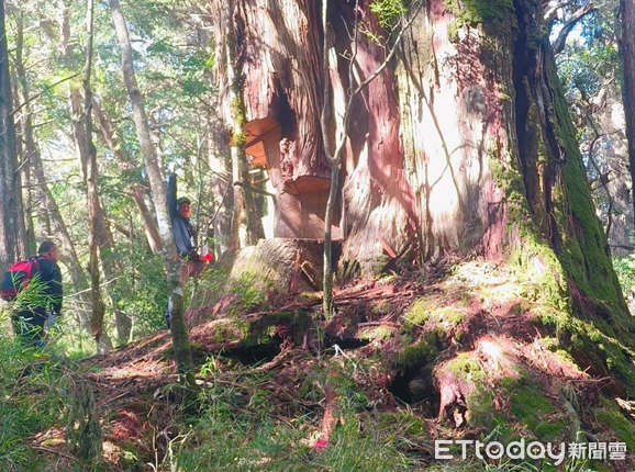 ▲▼        南投檢警林共同捍衛山林瓦解逃逸外籍移工所組成大型盜伐集團     。（圖／記者高堂堯翻攝）